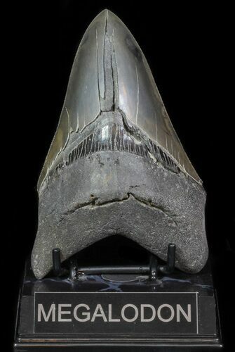 Serrated, Lower Megalodon Tooth - Georgia #66186